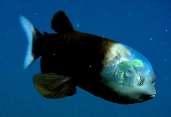 男子潜水看到奇特幽灵鱼,被吓得脸色惨白!