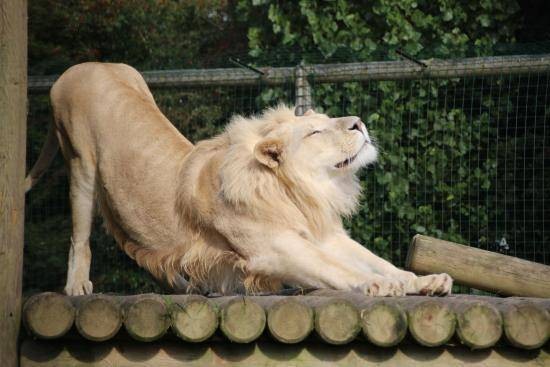 从动物世界中寻找灵感