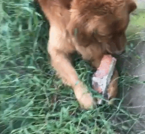 狗狗把砖头当骨头,咬得嘣嘣脆,那牙齿都一起嘣了!