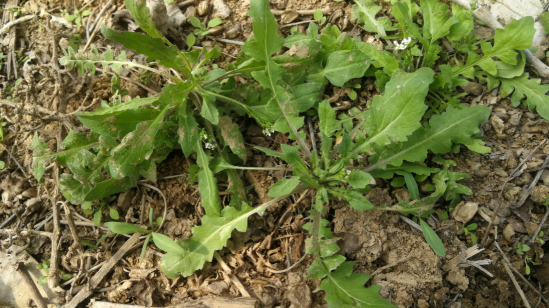 在农村随处可见的野菜城里卖6元一斤家人吃上瘾了