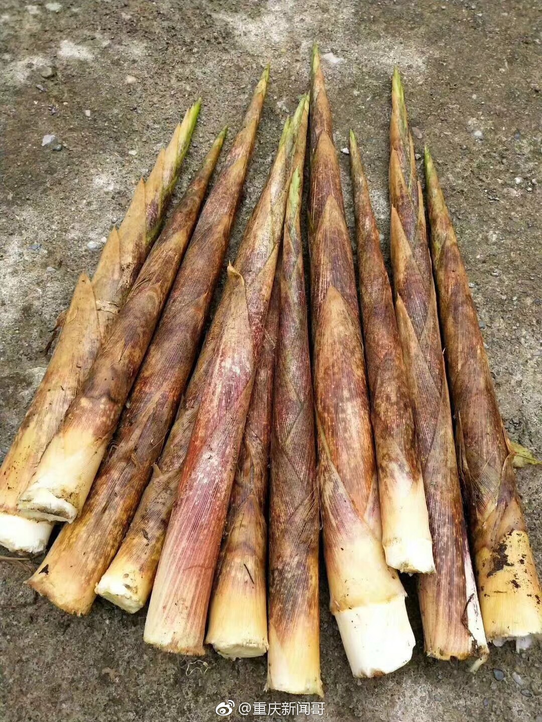 城口县明通镇新上市的黑竹笋膳食纤维减肥刮油的好东筛