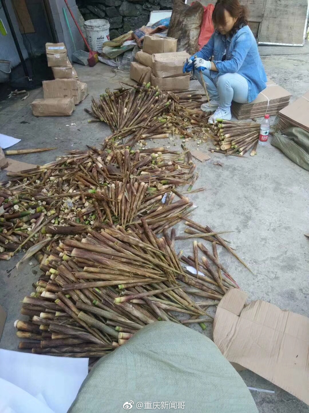 城口县明通镇新上市的黑竹笋膳食纤维减肥刮油的好东筛