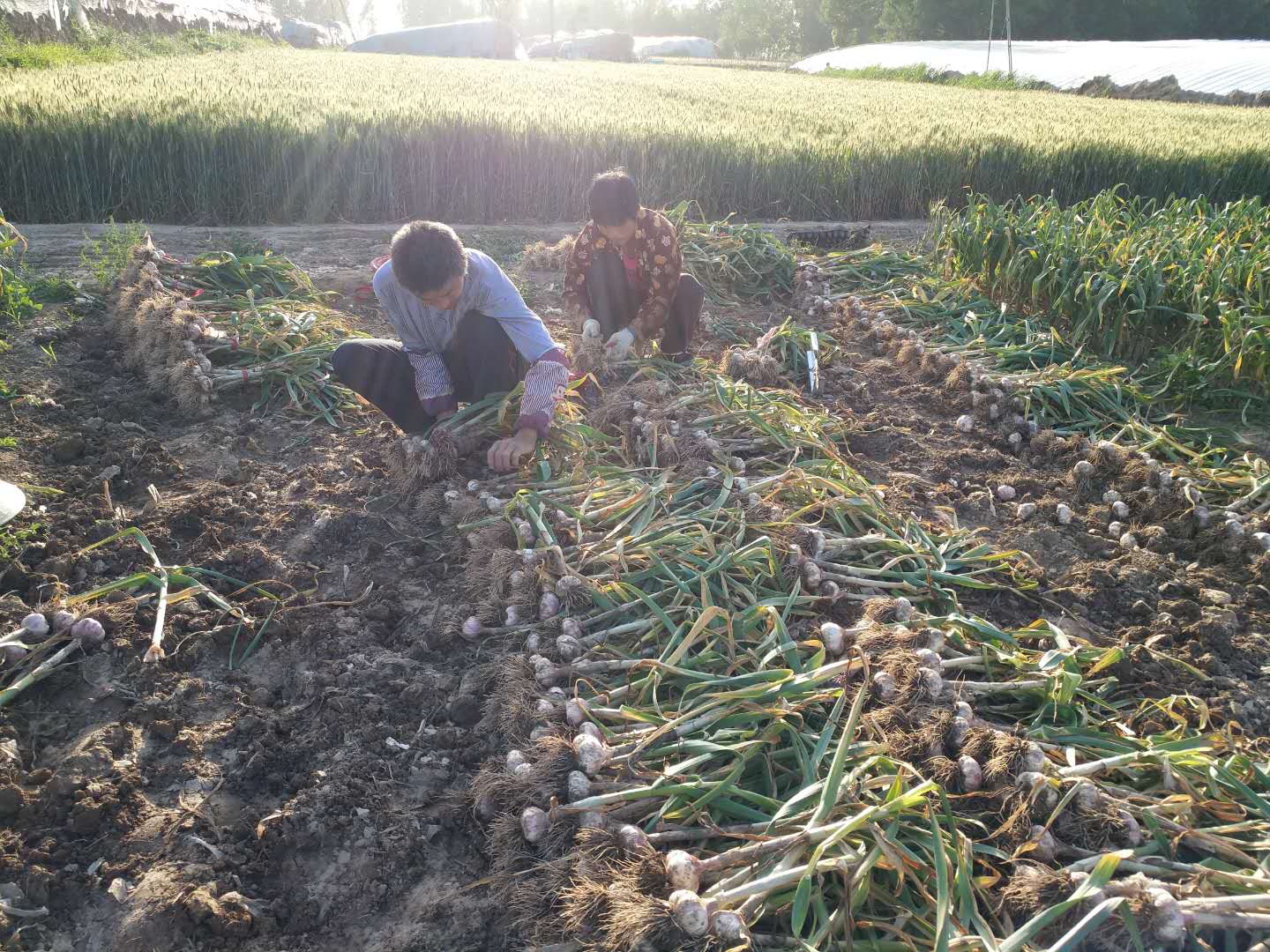 农村夫妇起早贪黑这样挖大蒜,实在是不容易呀