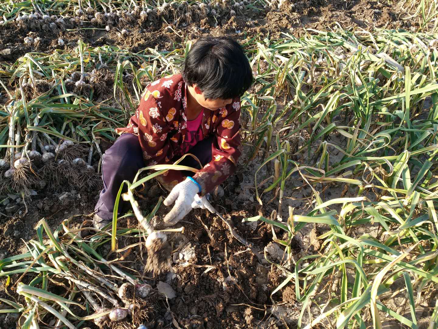 农村夫妇起早贪黑这样挖大蒜,实在是不容易呀