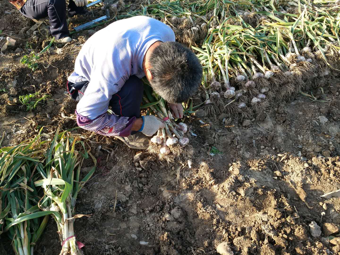 农村夫妇起早贪黑这样挖大蒜,实在是不容易呀