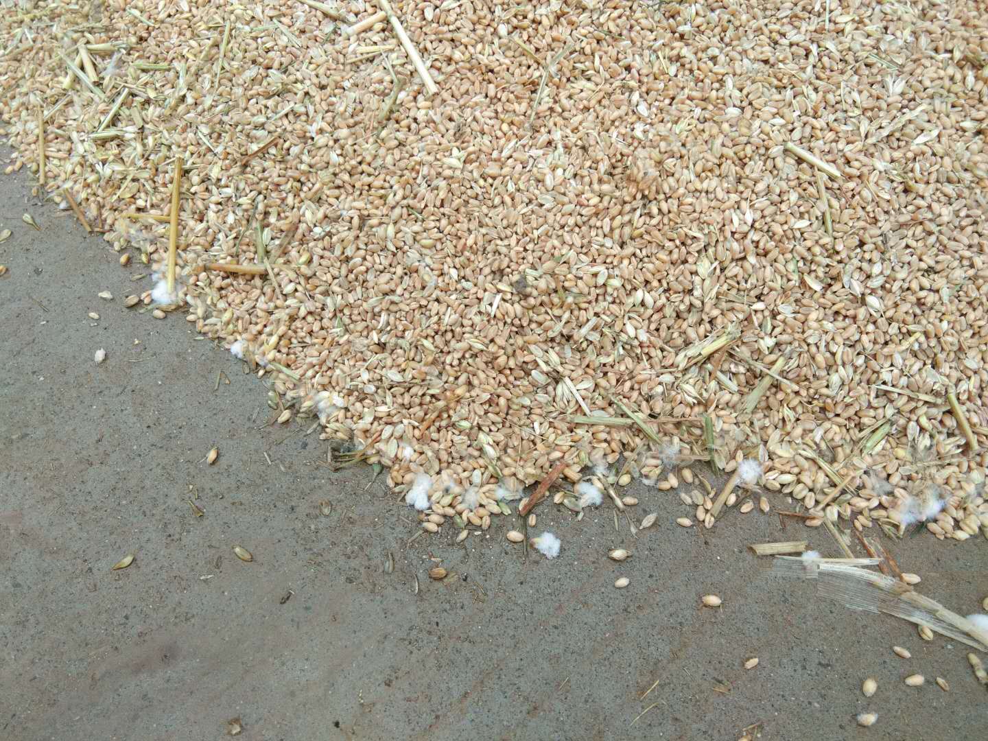 小麦收回家,一场雨害苦了农民,麦子都发霉了