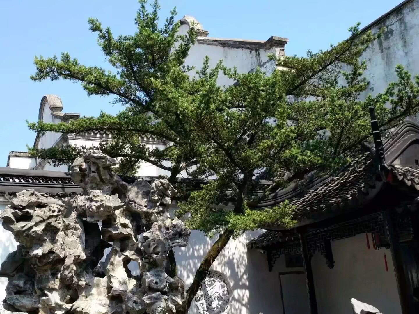 狮子林是苏州园林四大的名园之一,为何取名为狮子林呢?!