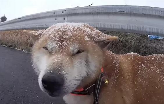 网友带柴犬出去散步,结果下雪了,柴犬的眼睛都睁不开!