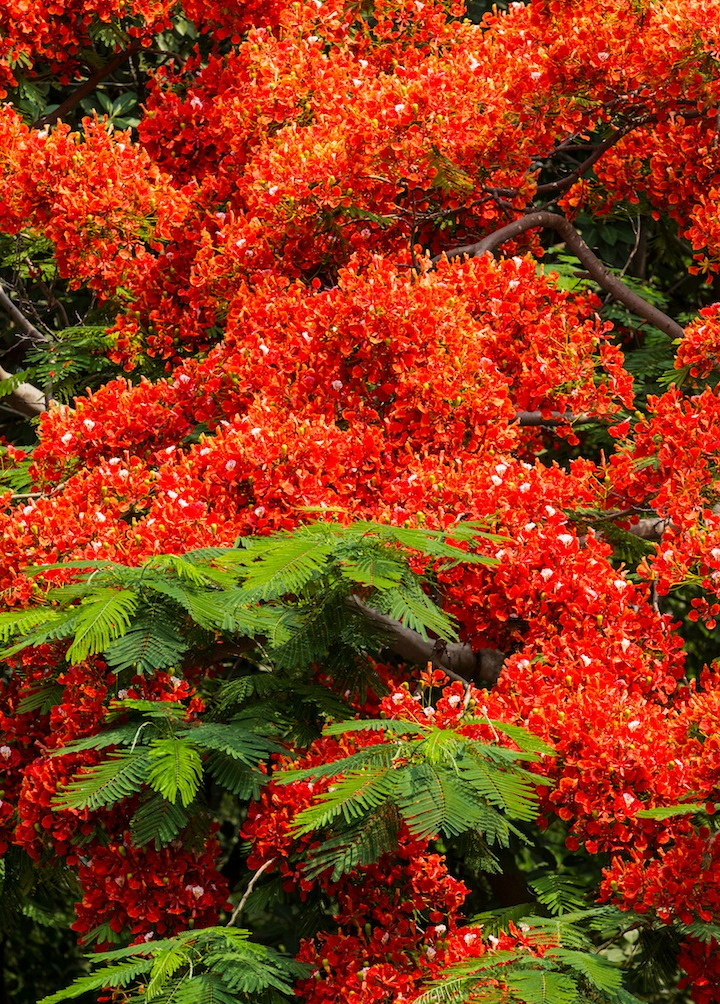 静物摄影火凤凰