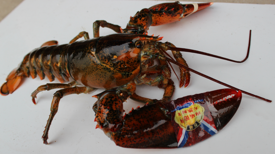 全世界最大的"龙虾王",寿命近100岁,全长1.2米,你见过吗?