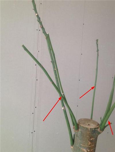 发财树到了剃头的季节,别舍不得,很快就长出新叶了!