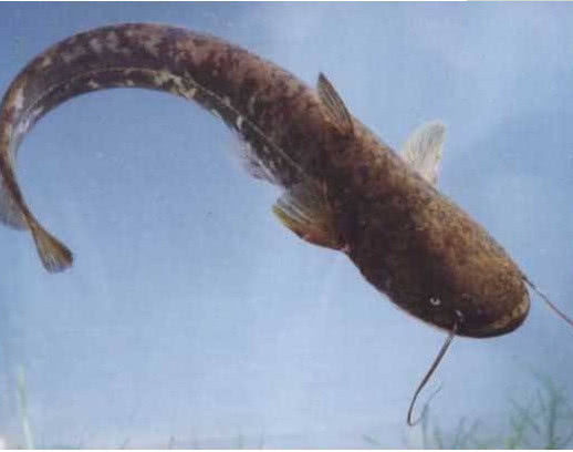 实拍"很脏的"的5种鱼,图一吃不下,网友:再也不吃|黑鱼|钳鱼|鲶鱼_新浪