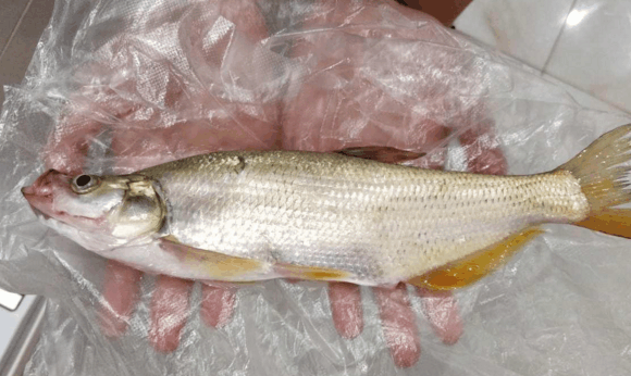 山间野河, 水草丛生, 大餐条钓到手软!