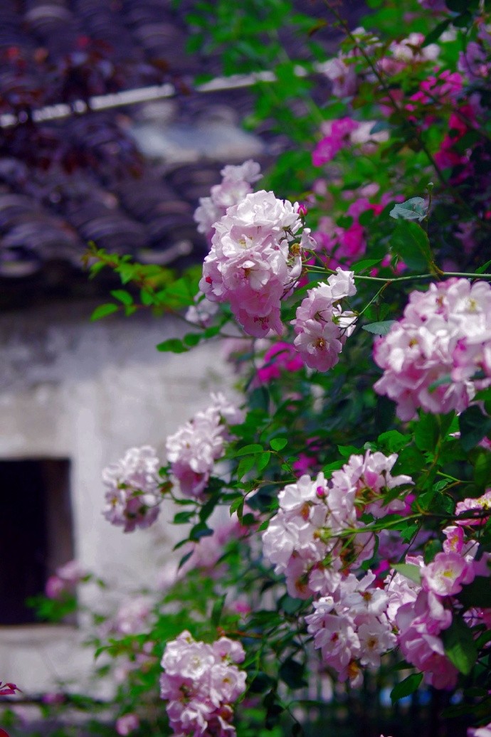 闲人闲处,无尘无暑|闲处|闲人|花开花落_新浪网