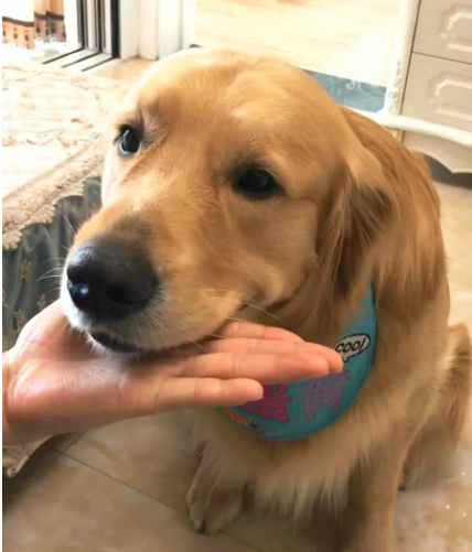 主人对汪做同样的手势,金毛和二哈却截然不同,这智商真让人着急