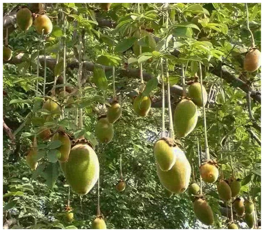 猴面包树的果实比足球还大,鲜美多汁,是很多小动物钟爱的美食,尤其是