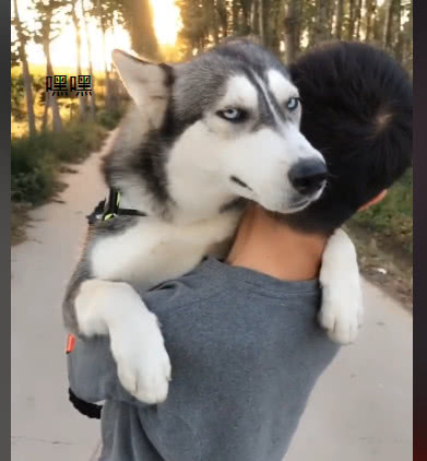 男子抱着哈士奇在散步,路人上前一问,被笑得合不拢嘴