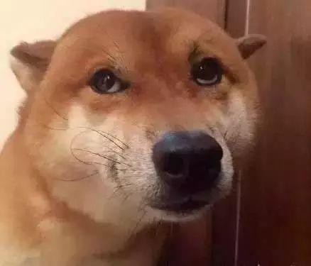 下班回家柴犬朝我猛抛媚眼掐指一算不好出大事了