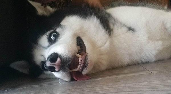 哈士奇拆玩家后逃出家门, 主人找到它时泪流满面