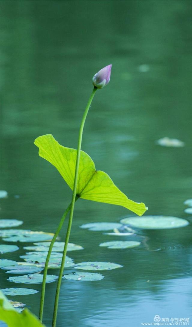 春天这里牡丹最美夏季荷花满湖位于洛阳市区却很少人知道