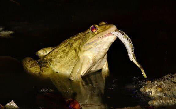 这只青蛙不简单,面对毒蛇,直接不客气:一口吞!