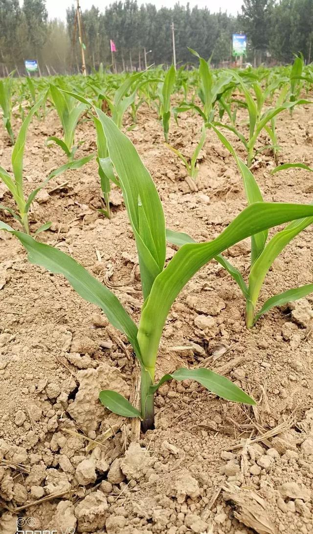 2019玉米保险 2018年玉米受灾保险下来了吗?