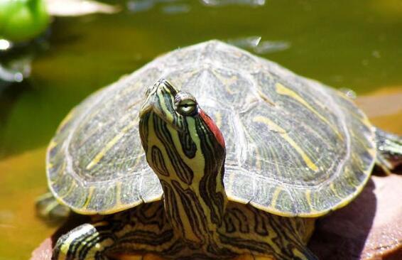 地球上智商最高的乌龟, 巴西龟智商高如狗, 能辨