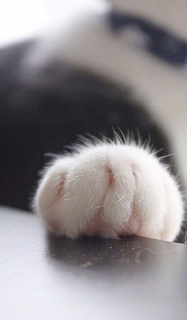 萌萌小爪子,张张都能做屏保