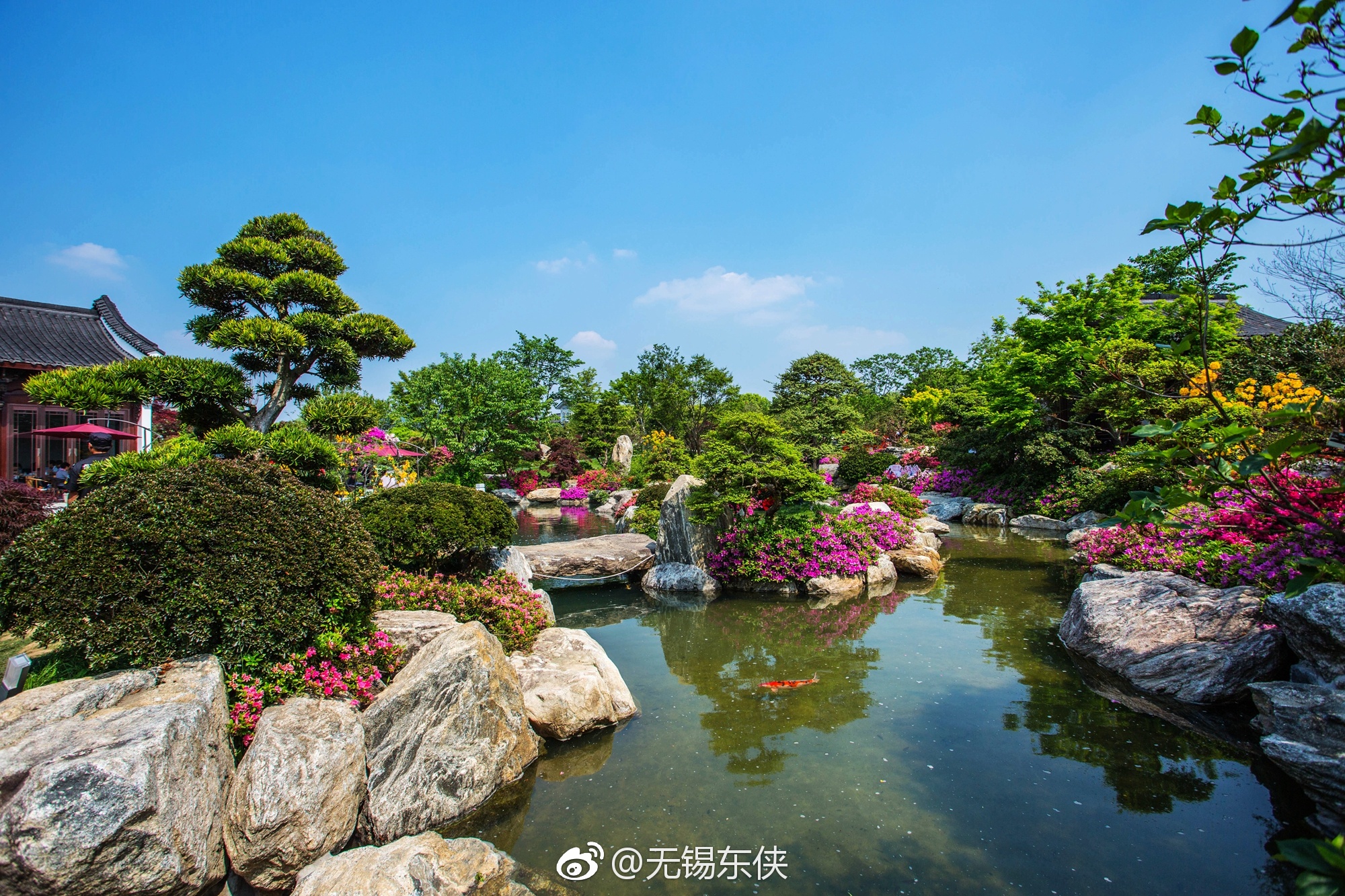 无锡滨湖九龙湾花彩小镇首届花朝节_新浪看点