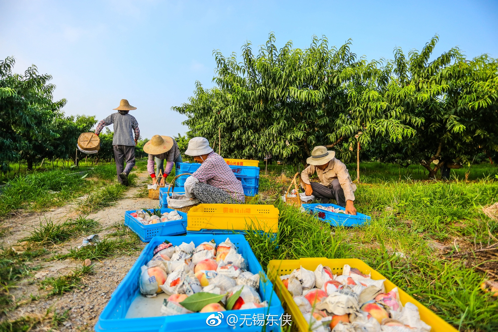中国水蜜桃之乡,无锡阳山小镇的一天清晨