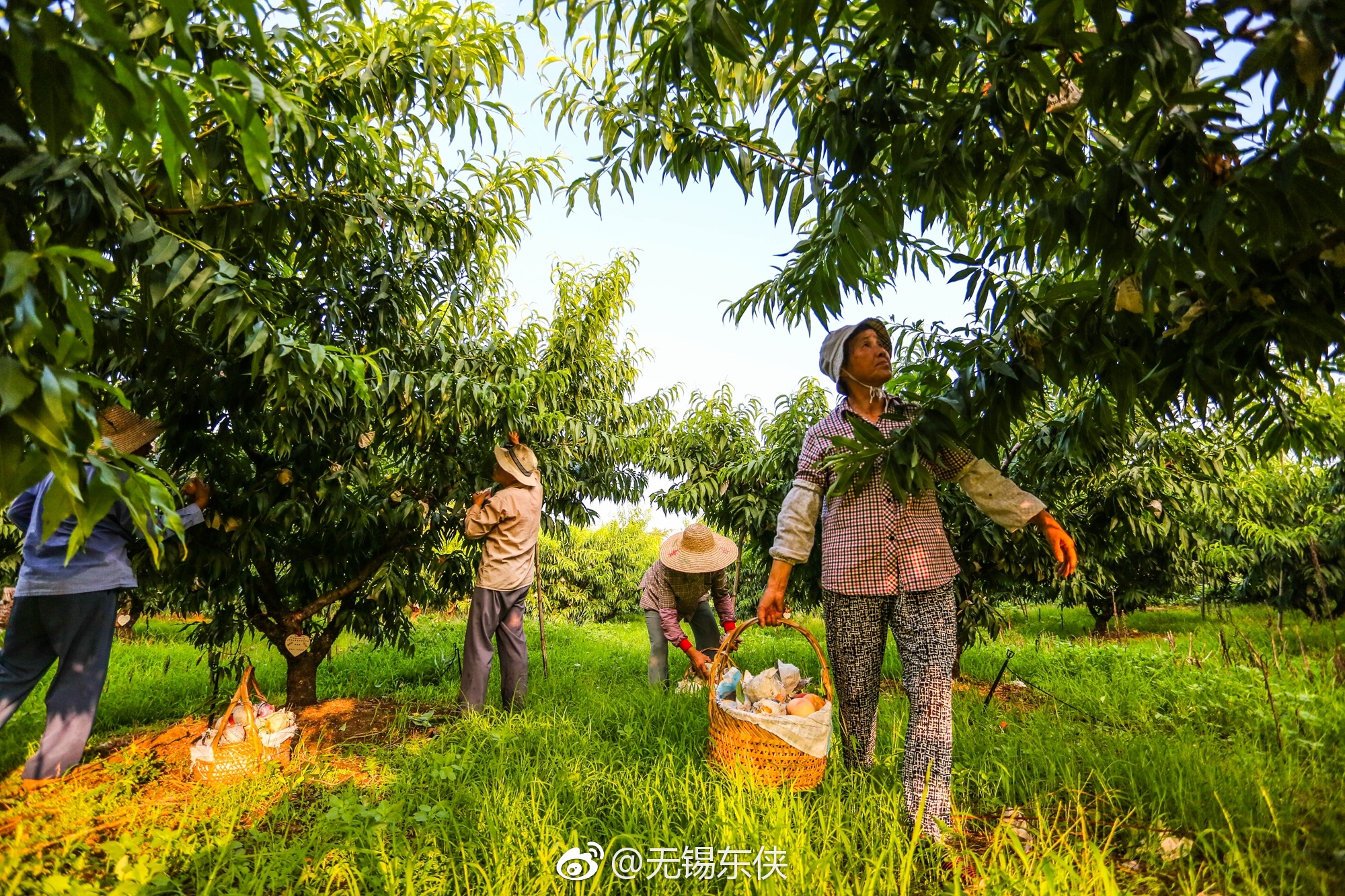中国水蜜桃之乡,无锡阳山小镇的一天清晨