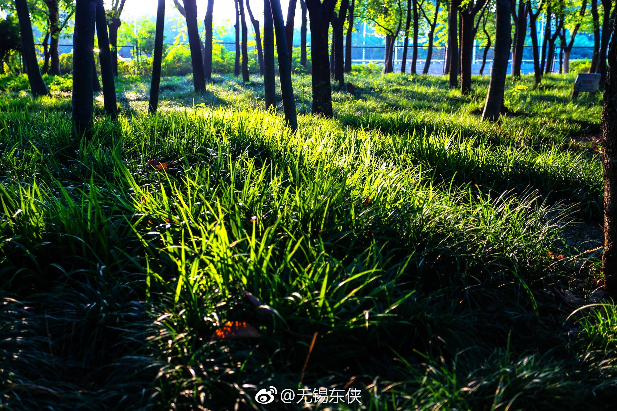 清晨我们走在林荫大道上,当光芒透过树梢,照在草地,照在身上