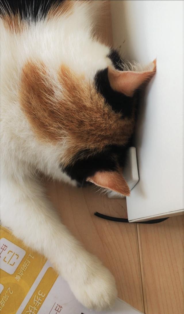 胖萌加菲猫睡觉的时候喜欢压着大饼脸,这样真的会舒服吗?