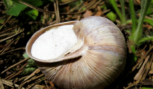 蜗牛,对于太冷,太热,太干燥的环境都不能适应,所以会有冬眠,夏眠和旱