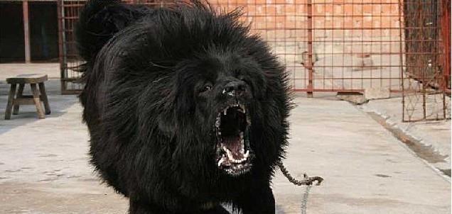 (图)|比特犬|神犬|獒_新浪新闻