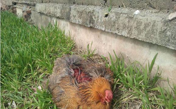 农村大叔养的鸡, 屁股总是光秃秃的, 知道原因后大叔哭笑不得
