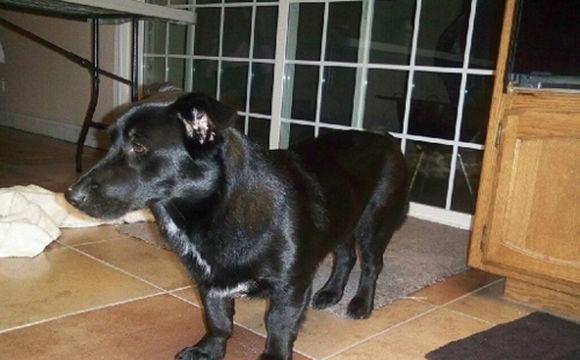 强大的柯基短腿基因, 盘点那些柯基串(一)