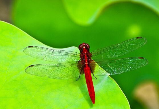 地球上眼睛最多的动物, 有28万个眼晶体, 昆虫界的捕虫高手|蜻蜓|昆虫