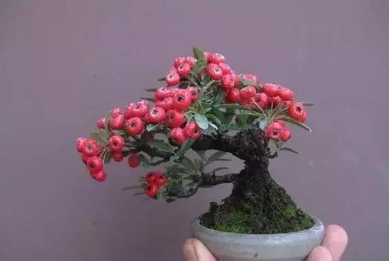 春可赏白花秋可赏红果儿的盆景