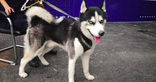 想把哈士奇训练成工作犬,可它如今的潜质,怕是有点难度了