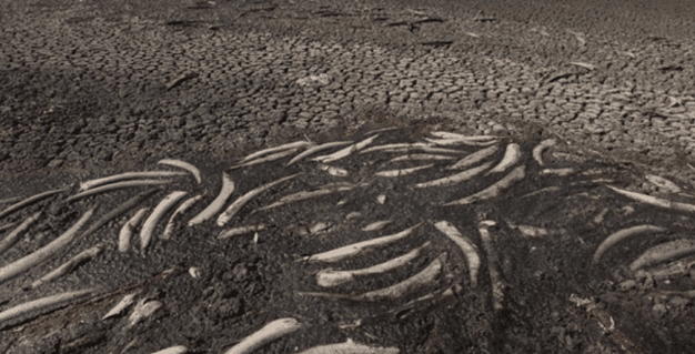 海上演习时,被炸到的死鱼有多少?这里告诉你答