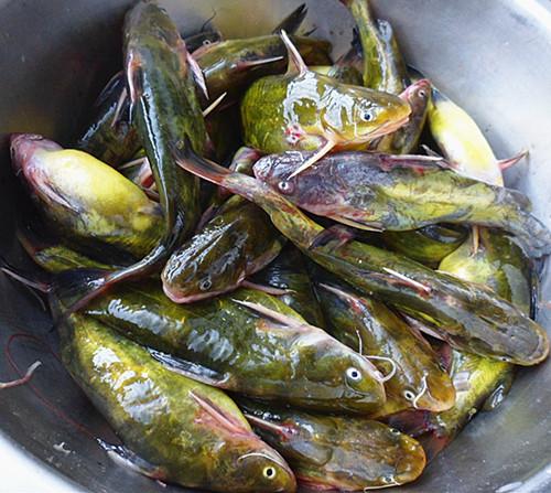 农村人才能吃到的美味,城里人有钱未必买的到,看看有多少人吃过|鲶鱼