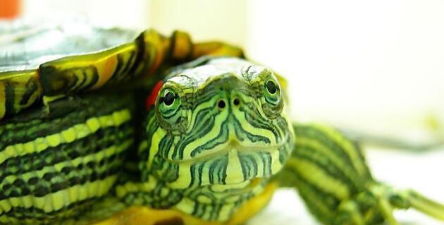 地球上智商最高的乌龟, 巴西龟智商高如狗, 能辨