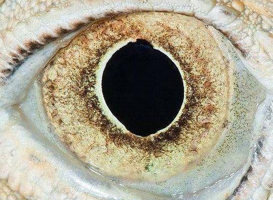 高清: 微距下令人惊恐诧异的动物之眼|微距|黑兔|暹罗猫_新浪网