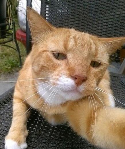 如果你们家的猫主子学会了自拍你会发现你的技术真不如它