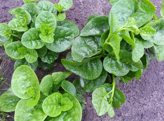 这10种耐阴蔬菜没阳光照样长得好