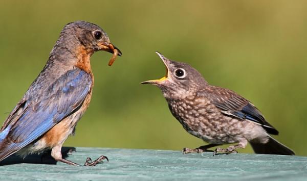 大自然最精彩的鸟妈妈喂食宝宝照