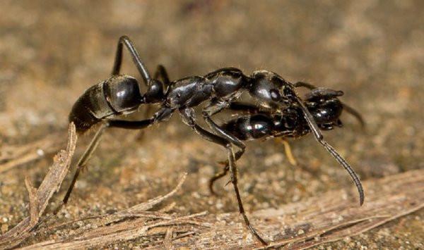在非洲生活着一种巨毒蚂蚁,最快