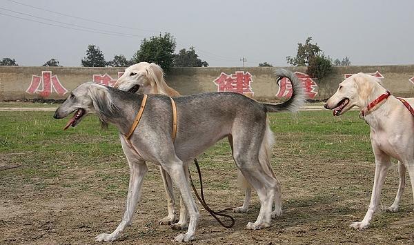 保护"中国本土犬"! 不被外来品种替代!