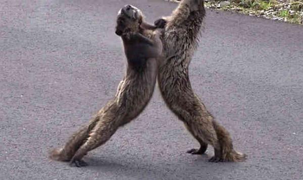 土拨鼠夫妇因为食物打起架来毫不手软默契锁喉路人差点看傻